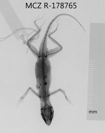 Media type: image;   Herpetology R-178765 Aspect: dorsoventral x-ray